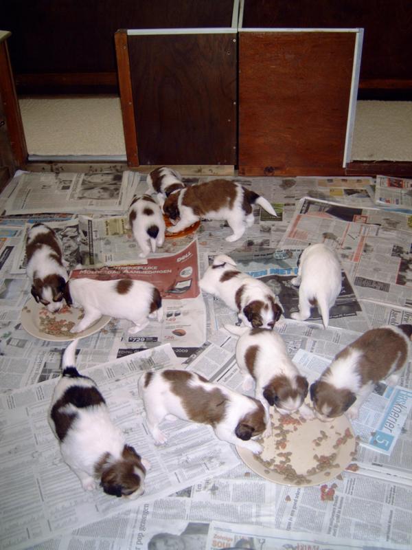 Puppies